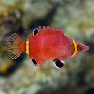 Wetmorella nigropinnata