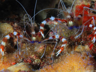 Stenopus hispidus (pár)