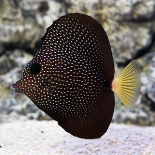 Zebrasoma gemmatum