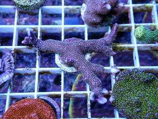 Montipora digitata Purple (5cm)