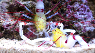 Stenopus zanzibaricus (pár)