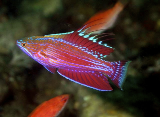 Paracheilinus angulatus