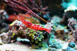 Parhippolyte uveae 