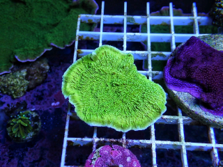 Montipora sp. Ultra ( 4cm)