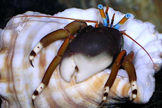 Calcinus laevimanus