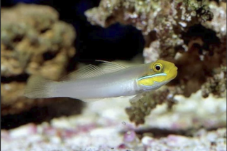 Valenciennea strigata