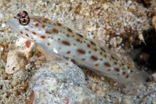 Ctenogobiops pomastictus