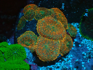 Rhodactis sp.