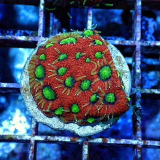 Favites ultra red (4cm)