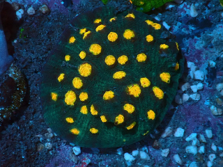 Mycedium sp.