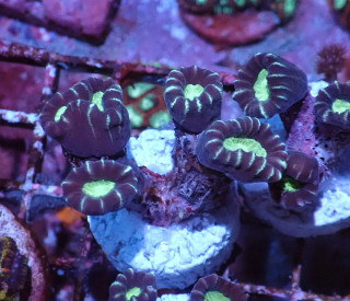 Caulastrea bicolor