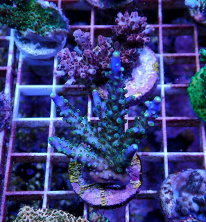 Acropora valida (frag 5cm)