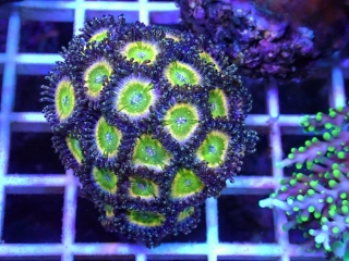 Zoanthus (Tinkerbell)