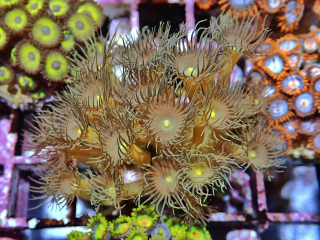 Parazoanthus gracilas