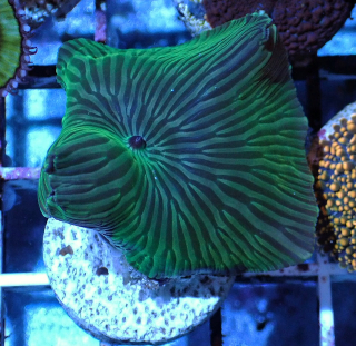 Discosoma