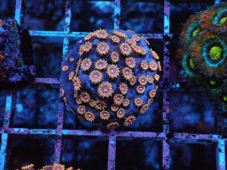 Cyphastrea bizarro