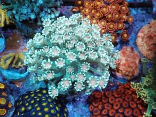 Alveopora sp.Ultra (5cm)