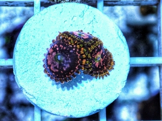 Space Chaos