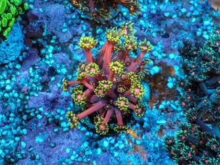 Goniopora Golden inferno