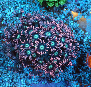 Goniopora