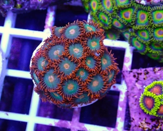 Zoanthus Gotarage