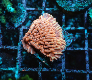 Montipora