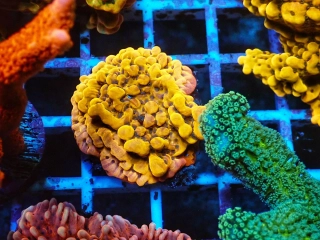 Montipora palawanensis vel.S (Crazy-T)