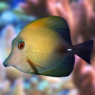 Zebrasoma scopas S