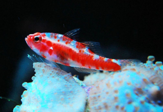 Trimma rubromaculatum