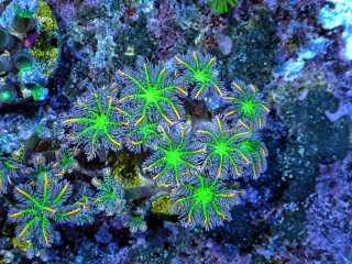 Clavularia papaya