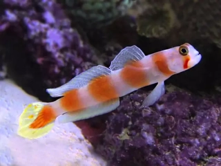 Amblygobius aurora (7-8cm)