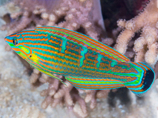 Halichoeres melanurus