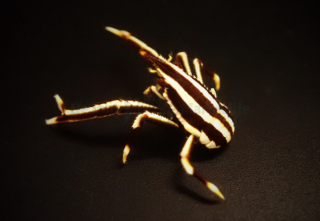 Allogalathea elegans