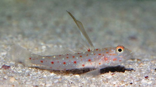 Ctenogobiops tangaroa