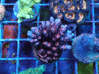 Acropora sp.