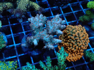 Acropora sp.
