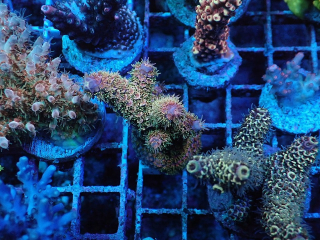 Acropora Spathulata (Rainbow)