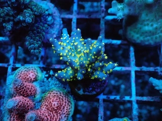 Acropora nana Tricolor
