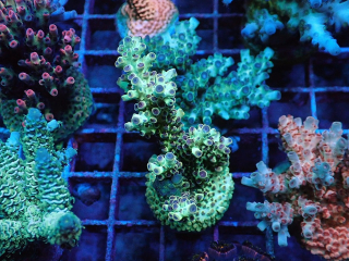Acropora sp.