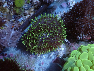 Rhodactis indosinensis (fluo green)