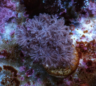 Xenia pulsing