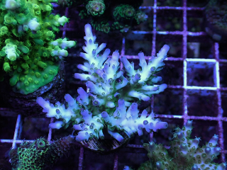 Acropora tortuosa