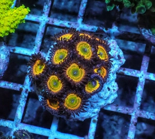 Zoanthus (Sunny day 5p.)