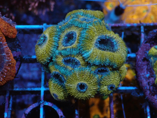 Acanthasrea ultra