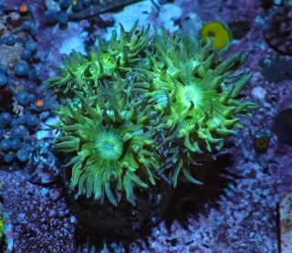 Duncanopsammia axifuga