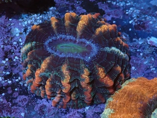 Indophyllia
