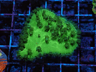Turbinaria sinuosa Toxic Green (frag 4x4cm)