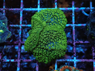 Rhodactis green 1p.