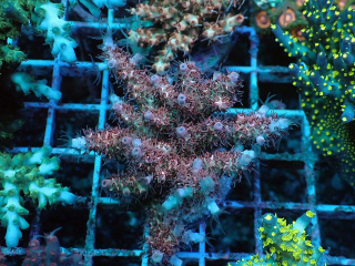 Acropora sp.
