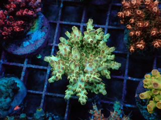 Acropora sp.
